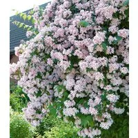 BALDUR Garten Zierstrauch Rosa Perlmuttstrauch, 1 St., Trockenheitstolerant, winterhart, blickdicht, duftend