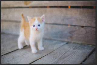 Fussmatte Katze 4818 | Größe: 60 cm x 45 cm