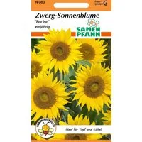 SAMEN PFANN Blumensamen Sonnenblume, Zwergsonnenblume, Pacino - Saatgut Sonnenblumen-Samen, Helianthus annuus