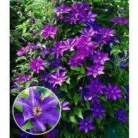 BALDUR Garten Zierstrauch Blaue Clematis 'The President', 1 St., Duftclematis, winterhart, mehrjährig