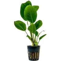 Aquaone Wasserpflanze Aquarium Pflanze Anubias heterophylla Topf Nr.302