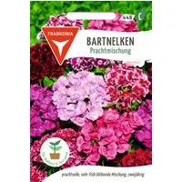 FRANKONIA Blumensamen Bartnelken, Prachtmischung - Nelken-Samen Saatgut Samen, Dianthus barbatus