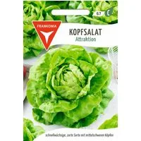 FRANKONIA Gemüsesamen Kopfsalat, Attraktion - Saatgut Salat-Samen Samen, Lactuca sativa