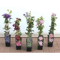 Pflanzen für Dich Kletterpflanze Clematis Hybride Blekitny Aniol, 1 St., Waldrebe, Clematis, blauviolett, langblühend