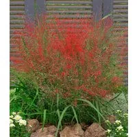 BALDUR Garten Gräser Rotes Liebesgras, 3 St., Purpur-Liebesgras, winterhart, mehrjährig, pflegeleicht