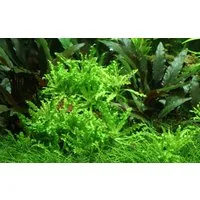 Aquaone Wasserpflanze Aquarium Pflanze Pogostemon helferi Nr.053H