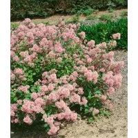 Pflanzen für Dich Gehölze Ceanothus pall. Marie Rose, 1 St., Säckelblume