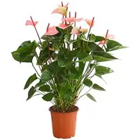Dehner Zimmerpflanze Große Flamingoblume, Anthurium, Summerlove, 70 - 80 cm, Ø Topf 21 cm, prächtige zartrosa Hochblätter