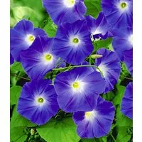 BALDUR Garten Zierstrauch Trichterwinde 'Blue Hardy', 1 St., Pracht-winden, winterhart, mehrjährig, reichblühend
