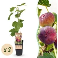 Exotenherz Obstpflanze Ficus carica Rouge de Bordeaux- Feigenbaum 2 Stück 15cm Topf 50cm hoch
