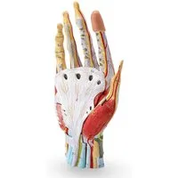Cranstein Scientific Dekoobjekt Hand Anatomie Modell lebensgroß mit Arterien und Venen