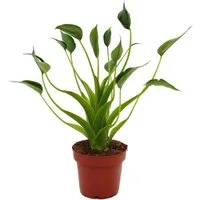 Exotenherz Zimmerpflanze Alocasia "Tiny Dancer" - Pfeilblatt - Tropenwurz - RARITÄT - 12cm Topf