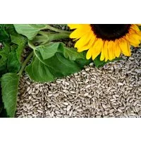 futterbauer Futterbauer 2 x 10 kg Sonnenblumenkerne geschält Vogelfutter, für: Vogel