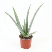 meinvipshop Zimmerpflanze Aloe Vera 30 cm Zimmerpflanze