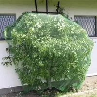 Windhager Schutznetz für Obstbäume und Sträucher, Vogelschutz-Netz Rational, BxL: 4x10 m, (1-St), Maschenweite 15 mm, erhältlich in unterschiedlichen Größen