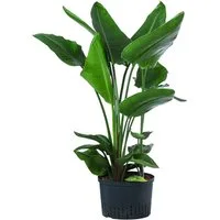 Dehner Zimmerpflanze Baumstrelitzie, Strelitzia nicolai, in Hydrokultur, ca. 90 cm, luftreinigend, inkl. Wasserstandsanzeiger