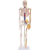 MedMod Dekoobjekt Anatomie Modell Skelett Nerven Arterien Menschliches Skelett 87 cm