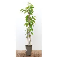 Pflanzen für Dich Obstpflanze Actinidia chinensis Jenny, 1 St., Kiwi, Kiwipflanze, Kiwistrauch, selbstfruchtend, essbare Früchte