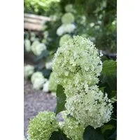 Pflanzen für Dich Gehölze Hydrangea arborescens Annabelle, 1 St., Ballhortensie, Schneeballhortensie