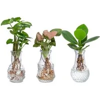 Dehner Zimmerpflanze Waterplant-Set, je 1x Balsamapfel, Purpurtute Arrow, Purpurtute Neon, pflegeleichte Wasserpflanzen in Vasen