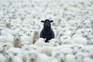 Leinwandbild BLACK SHEEP
