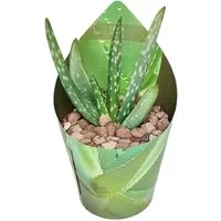 Exotenherz Kaktus Aloe Vera - Mini-Aloe - Rarität - 6,5cm Topf - 15cm hoch