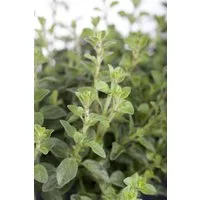 Pflanzen für Dich Staude Origanum vulgare, 1 St., Oregano, Wilder Majoran, Echter Dost