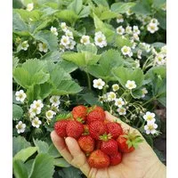 BALDUR Garten Obstpflanze Bodendecker-Erdbeere 'Erdbeerwiese', 4 St., Wegeinfassungen, winterhart, mehrjährig, pflegeleicht