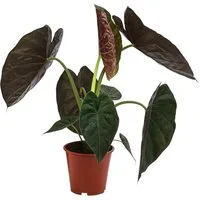 Dehner Zimmerpflanze Pfeilblatt, Alocasia Wentii, 45 cm inkl. Pflanztopf, Ø Topf 19 cm, elegant, auffällige Blätter, glänzende Blattoberfläche