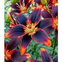 BALDUR Garten Blumenzwiebeln Lilie 'Forever Susan', Schnittblume, duftend, winterhart, mehrjährig, pflegeleicht