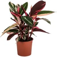 Dehner Zimmerpflanze Korbmarante Triostar, Strohmanthe sanguinea, panaschierte Blätter, mit Tag-/Nacht-Rhythmus, rote Blattunterseite