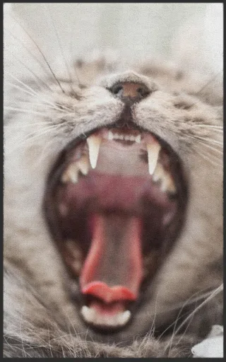 Fussmatte Katze 7309 | Größe: 60 cm x 90 cm