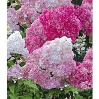 BALDUR Garten Zierstrauch Freiland-Hortensie 'Vanille Fraise®', 1 St., Rispenhortensien, winterhart, mehrjährig, pflegeleicht