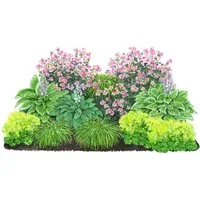 Dehner Staude Bio Stauden-Set Schattengarten, je 5-20 cm exkl. Pflanztopf, 12 mehrjährig Pflanzen für Schattengärten, insektenfreundlich