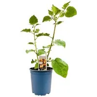 Pflanzen für Dich Staude Physalis peruviana, 1 St., Andenbeere, Kapstachelbeere