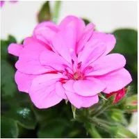Exotenherz Beetpflanze Geranien hängend Pelargonium peltatum ver.Farben 12cm Topf 3er Set