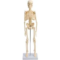 Cranstein Scientific Dekoobjekt Mini Skelett Anatomie Modell 45cm mit beweglichen Gelenken beige