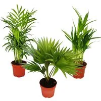 Exotenherz Zimmerpflanze Zimmerpalmen 3er Set Bergpalme Fächerpalme Goldfruch-Palme