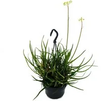 Exotenherz Kaktus Spinnen-Aloe - Aloe bakeri - hängende Pflanze im 14cm Ampeltopf