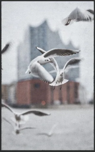 Fussmatte Hamburg 7555 | Größe: 60 cm x 90 cm