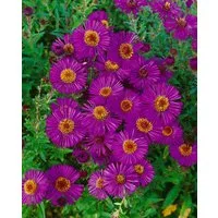 Pflanzen für Dich Staude Aster novae-ang. Andenken an P.Gerber, 1 St., Raublatt-Aster, Glattblatt-Aster