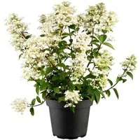 Pflanzen für Dich Gehölze Hydrangea pan. Wim's Red, 1 St., Rispenhortensie