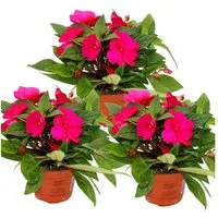 Exotenherz Beetpflanze Edel-Lieschen Impatiens Neu-Guinea ver. Farben 3er Set im 12cm Topf
