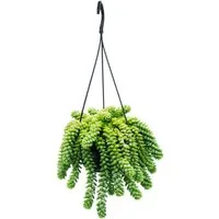 Exotenherz Kaktus Sedum morganianum Burrito Affenschaukel 14cm Ampeltopf