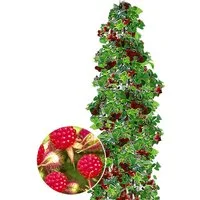BALDUR Garten Obstpflanze Japanische Säulen-Himbeere, 1 St., Selbstbefruchtend, essbar, winterhart, mehrjährig, pflegeleicht
