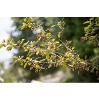 Pflanzen für Dich Gehölze Crataegus monogyna, 1 St., Eingriffeliger Weißdorn, Weißdorn
