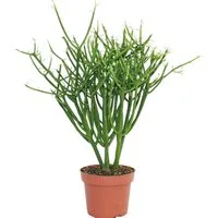 Exotenherz Kaktus Euphorbia tirucalli - Bleistiftkaktus - grosse Pflanze im 12cm Topf