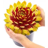 BALDUR Garten Bodendecker Sempervivum Giants 'Gold Mine®', 1 St., Trockenresistent, genügsam, winterhart, mehrjährig