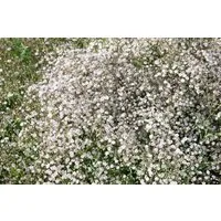 Pflanzen für Dich Staude Gypsophila pan. Schneeflocke, 1 St., Schleierkraut, Rispenschleierkraut