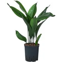 Dehner Zimmerpflanze Schusterpalme, Aspidistra elatior, in Hydrokultur, versch. Größen, pflegeleicht, inkl. Wasserstandsanzeiger